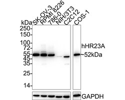 Invitrogen RAD23A Recombinant Rabbit Monoclonal Antibody (JE38-49) 100 &mu;L | Buy Online | Invitrogen&trade; | Fisher Scientific