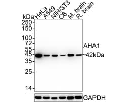 Invitrogen AHA1 Recombinant Rabbit Monoclonal Antibody (JE35-17) 100 &mu;L;