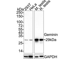 Invitrogen GMNN Recombinant Rabbit Monoclonal Antibody (JE35-51) 100 &mu;L;