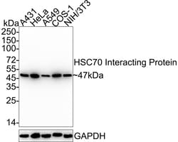 Invitrogen HIP Recombinant Rabbit Monoclonal Antibody (JE33-17) 100 &mu;L;