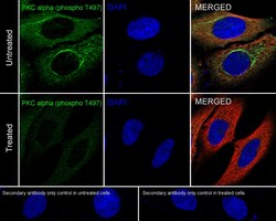 Invitrogen Phospho-PKC alpha (Thr497) Recombinant Rabbit Monoclonal Antibody