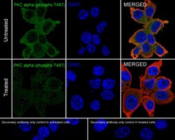 Invitrogen Phospho-PKC alpha (Thr497) Recombinant Rabbit Monoclonal Antibody