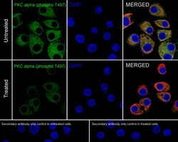 Invitrogen Phospho-PKC alpha (Thr497) Recombinant Rabbit Monoclonal Antibody