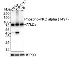 Invitrogen Phospho-PKC alpha (Thr497) Recombinant Rabbit Monoclonal Antibody