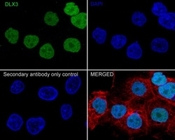 Invitrogen DLX3 Recombinant Rabbit Monoclonal Antibody (JE64-45) 100 &mu;L;