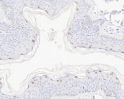 Invitrogen DLX3 Recombinant Rabbit Monoclonal Antibody (JE64-45) 100 &mu;L;