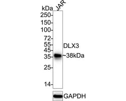 Invitrogen DLX3 Recombinant Rabbit Monoclonal Antibody (JE64-45) 100 &mu;L;