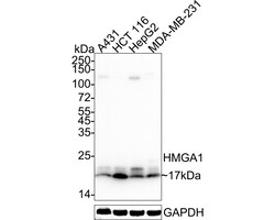 Invitrogen HMGA1 Recombinant Rabbit Monoclonal Antibody (JE58-17) 100 &mu;L;