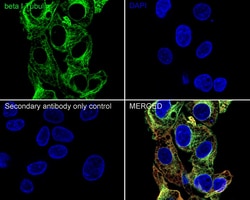 Invitrogen TUBB1 Recombinant Rabbit Monoclonal Antibody (JE01-23) 100 &mu;L;