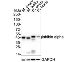 Invitrogen INHA Recombinant Rabbit Monoclonal Antibody (PD01-29) 100 &mu;L;