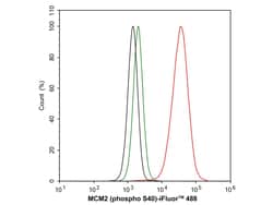 Invitrogen Phospho-MCM2 (Ser40) Recombinant Rabbit Monoclonal Antibody