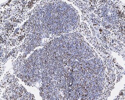 Invitrogen Phospho-MCM2 (Ser40) Recombinant Rabbit Monoclonal Antibody