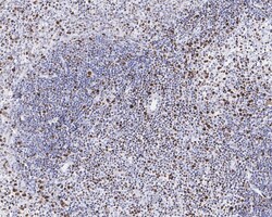 Invitrogen Phospho-MCM2 (Ser40) Recombinant Rabbit Monoclonal Antibody