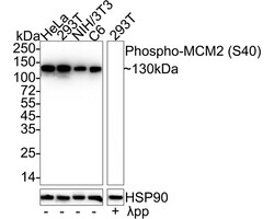 Invitrogen Phospho-MCM2 (Ser40) Recombinant Rabbit Monoclonal Antibody