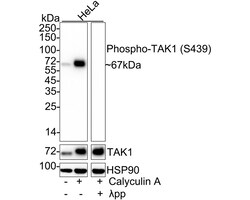 Invitrogen Phospho-TAK1 (Ser439) Recombinant Rabbit Monoclonal Antibody