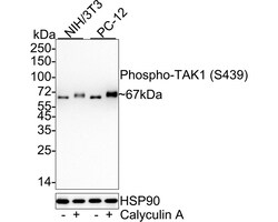 Invitrogen Phospho-TAK1 (Ser439) Recombinant Rabbit Monoclonal Antibody
