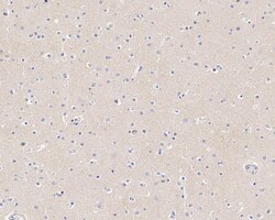 Invitrogen Phospho-Tau (Thr181) Recombinant Rabbit Monoclonal Antibody
