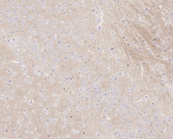 Invitrogen Phospho-Tau (Thr181) Recombinant Rabbit Monoclonal Antibody