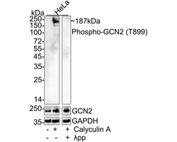 Invitrogen Phospho-GCN2 (Thr899) Recombinant Rabbit Monoclonal Antibody