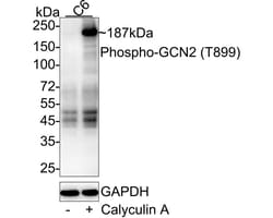 Invitrogen Phospho-GCN2 (Thr899) Recombinant Rabbit Monoclonal Antibody