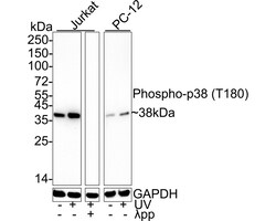Invitrogen Phospho-p38 MAPK (Thr180) Recombinant Rabbit Monoclonal Antibody