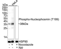Invitrogen Phospho-NPM1 (Thr199) Recombinant Rabbit Monoclonal Antibody