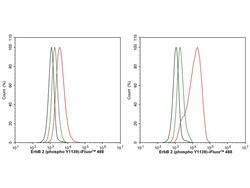 Invitrogen Phospho-ErbB2 (HER-2) (Tyr1139) Recombinant Rabbit Monoclonal