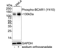 Invitrogen Phospho-p130Cas (Tyr410) Recombinant Rabbit Monoclonal Antibody