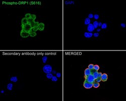 Phospho-DNM1L (Ser616) Recombinant Rabbit Monoclonal Antibody (PSH06-77):Antibodies,