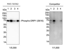 Phospho-DNM1L (Ser616) Recombinant Rabbit Monoclonal Antibody (PSH06-77):Antibodies,