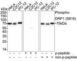 Phospho-DNM1L (Ser616) Recombinant Rabbit Monoclonal Antibody (PSH06-77):Antibodies,
