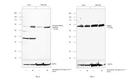 Phospho-DNM1L (Ser616) Recombinant Rabbit Monoclonal Antibody (PSH06-77):Antibodies,