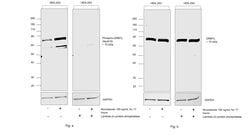 Phospho-DNM1L (Ser616) Recombinant Rabbit Monoclonal Antibody (PSH06-77):Antibodies,