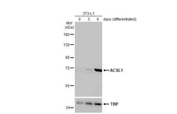 Invitrogen ACSL1 Recombinant Rabbit Monoclonal Antibody (HL1651) 100 &mu;L;