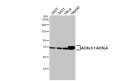 Invitrogen ACSL3/ACSL4 Recombinant Rabbit Monoclonal Antibody (HL1941)