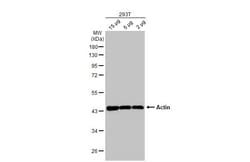 Invitrogen Actin Recombinant Rabbit Monoclonal Antibody (HL2372) 100 &mu;L;