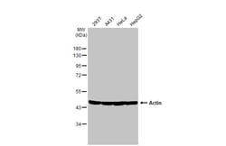 Invitrogen Actin Recombinant Rabbit Monoclonal Antibody (HL2372) 100 &mu;L;