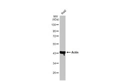 Invitrogen Actin Recombinant Rabbit Monoclonal Antibody (HL2372) 100 &mu;L;