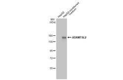 Invitrogen ADAMTSL2 Recombinant Rabbit Monoclonal Antibody (HL2616) 100