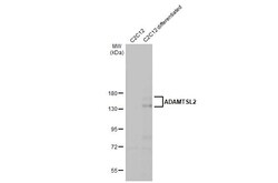 Invitrogen ADAMTSL2 Recombinant Rabbit Monoclonal Antibody (HL2616) 100
