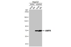 Invitrogen AMFR Recombinant Rabbit Monoclonal Antibody (HL2865) 100 &mu;L;