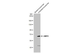 Invitrogen AMFR Recombinant Rabbit Monoclonal Antibody (HL2865) 100 &mu;L;