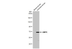Invitrogen AMFR Recombinant Rabbit Monoclonal Antibody (HL2865) 100 &mu;L;