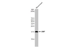 Invitrogen ANP Recombinant Rabbit Monoclonal Antibody (HL2617) 100 &mu;L;