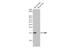 Invitrogen ANP Recombinant Rabbit Monoclonal Antibody (HL2617) 100 &mu;L;