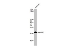 Invitrogen ANP Recombinant Rabbit Monoclonal Antibody (HL2617) 100 &mu;L;