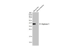 Invitrogen Arginase 1 Recombinant Rabbit Monoclonal Antibody (HL1891) 100