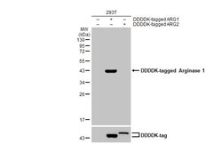 Invitrogen Arginase 1 Recombinant Rabbit Monoclonal Antibody (HL1891) 100