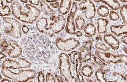 Invitrogen ATP5J Recombinant Rabbit Monoclonal Antibody (HL2934) 100 &mu;L;