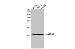 Invitrogen ATP5J Recombinant Rabbit Monoclonal Antibody (HL2934) 100 &mu;L;